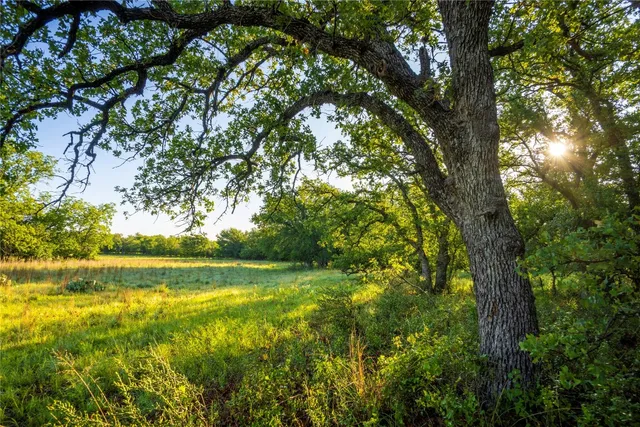 a view of an ocean with a tree