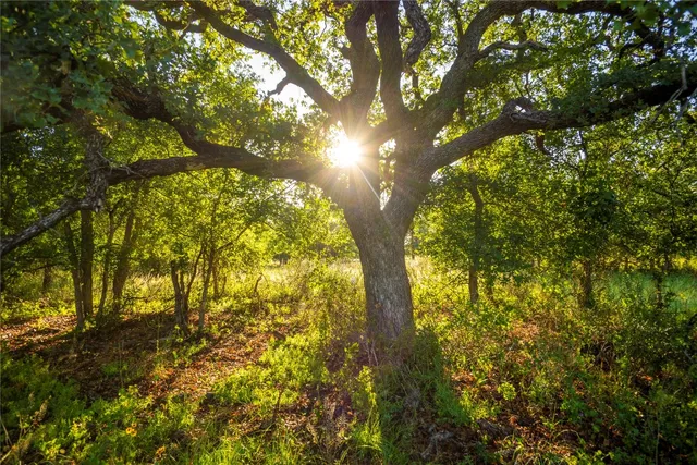 a view of yard from a tree