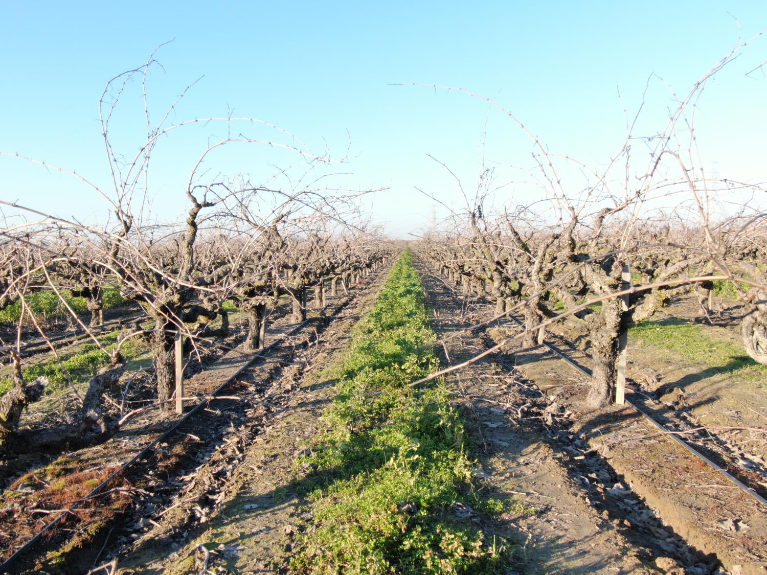 14248 East Peltier Road Acampo, CA 95220 - Photo 21 of 44 a view of a yard with flowers