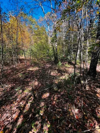 a view of a forest with lots of trees