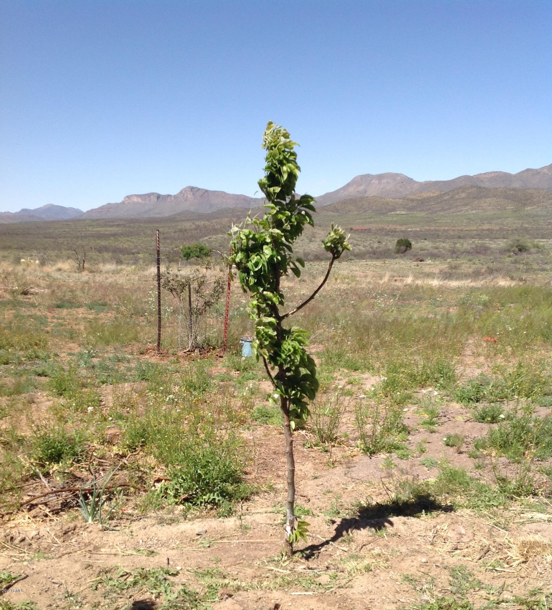 7342 North College Peak Road Douglas, AZ 85607 - Photo 48 of 71 Fruit trees