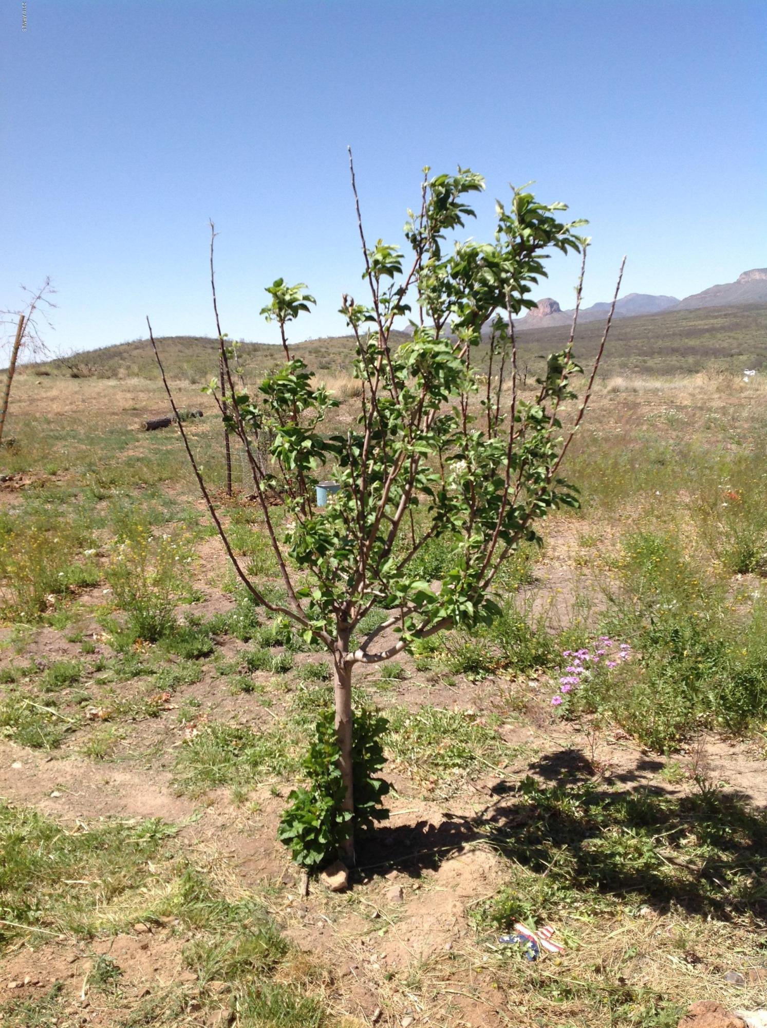 7342 North College Peak Road Douglas, AZ 85607 - Photo 49 of 71 fruit trees