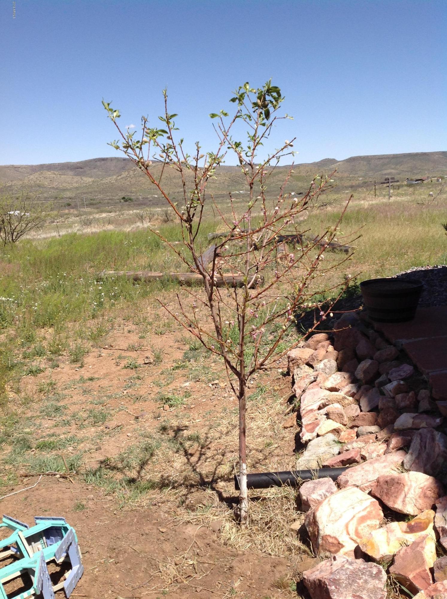 7342 North College Peak Road Douglas, AZ 85607 - Photo 50 of 71 fruit trees