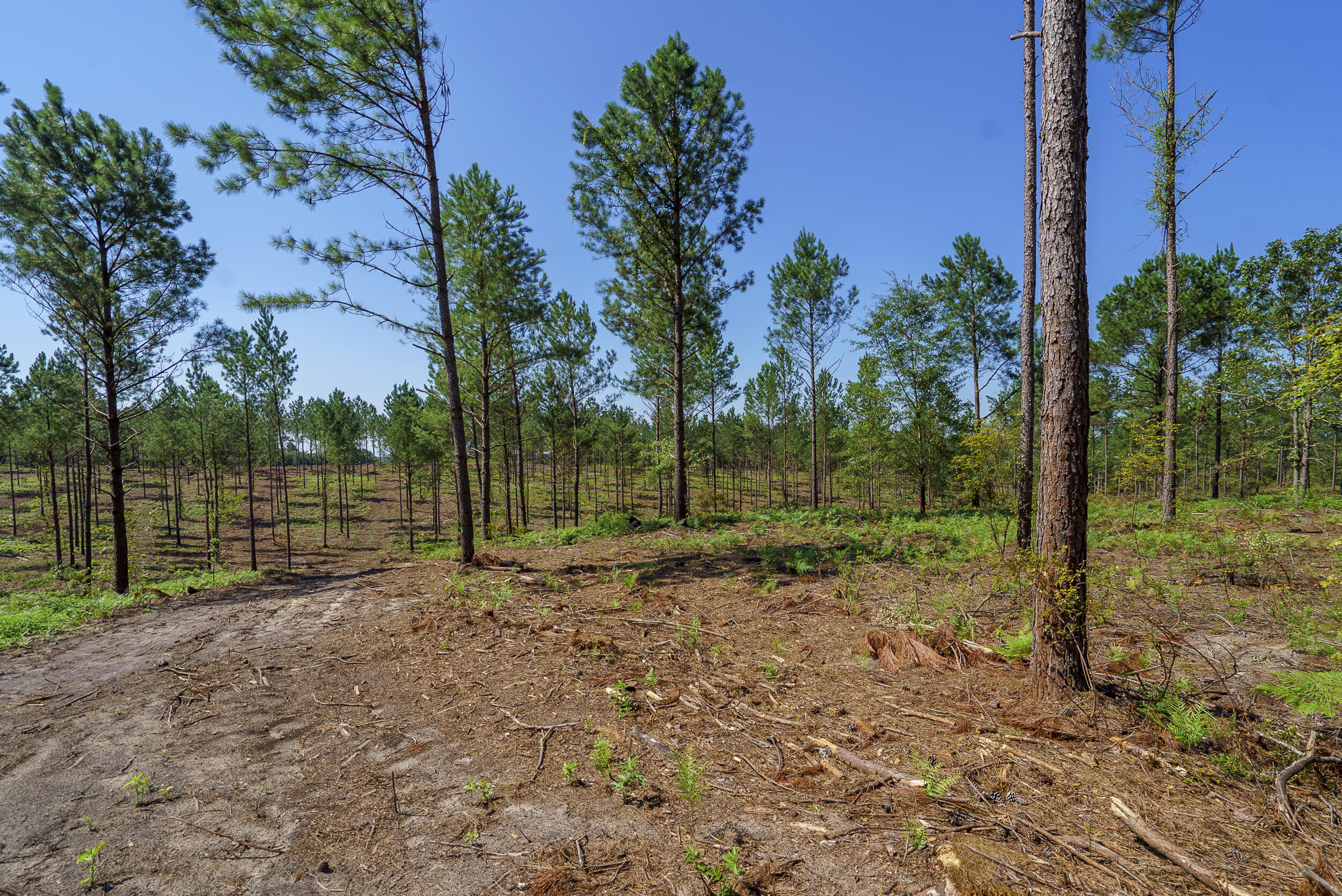 Lot 6 Bluffwood Road Wagener, SC 29164 - Photo 11 of 15