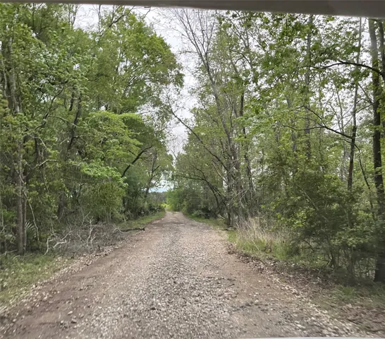 a view of a forest with trees in the background