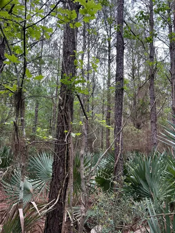 a view of backyard with green space