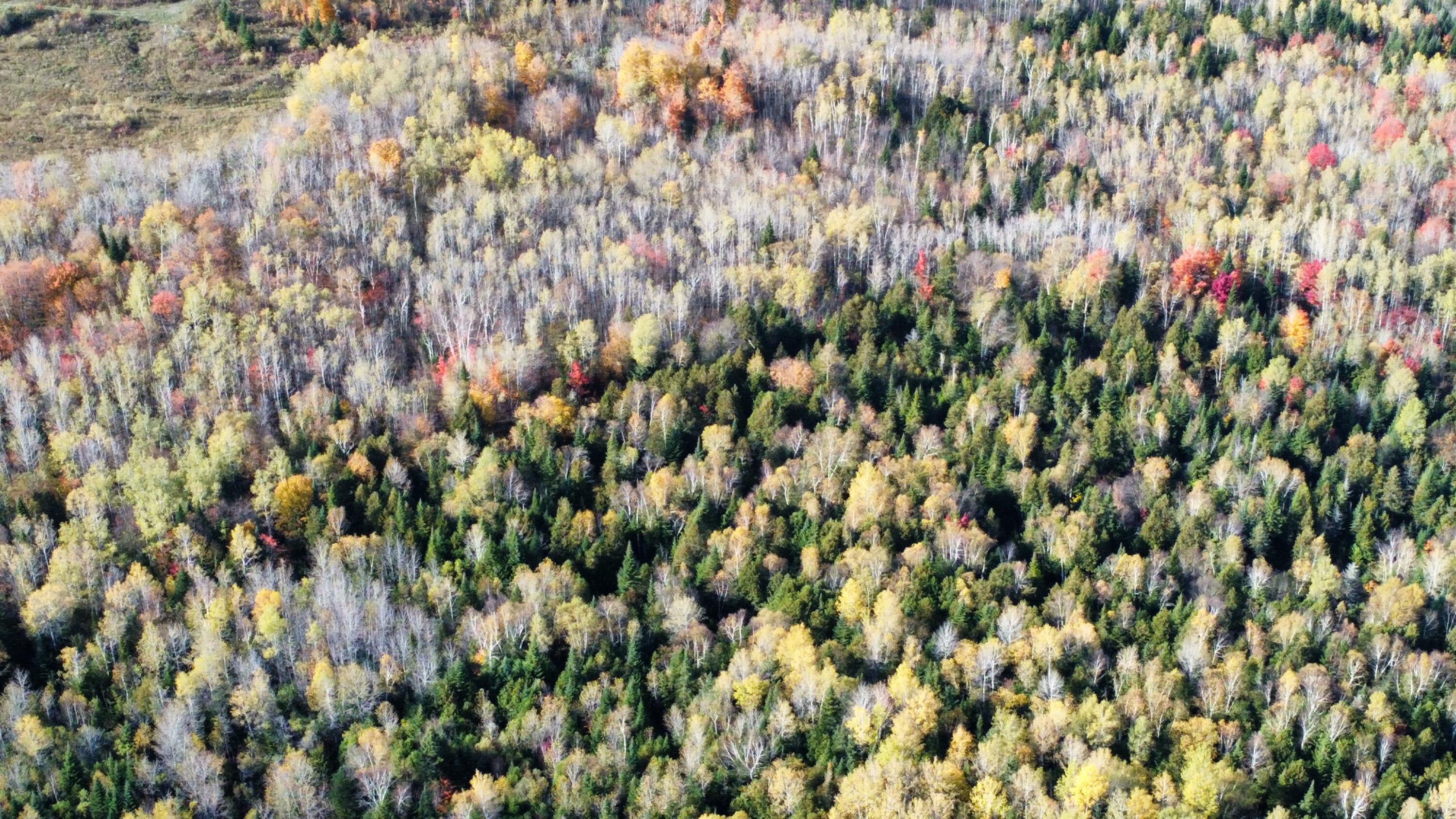 Lot 32 Alexander Road Van Buren, ME 04785 - Photo 15 of 25 dji_fly_20241009_151856_710_172849806652