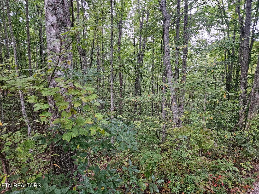 Sells Cemetery Road Wilder, TN 38589 - Photo 2 of 10 thumbnail (2)