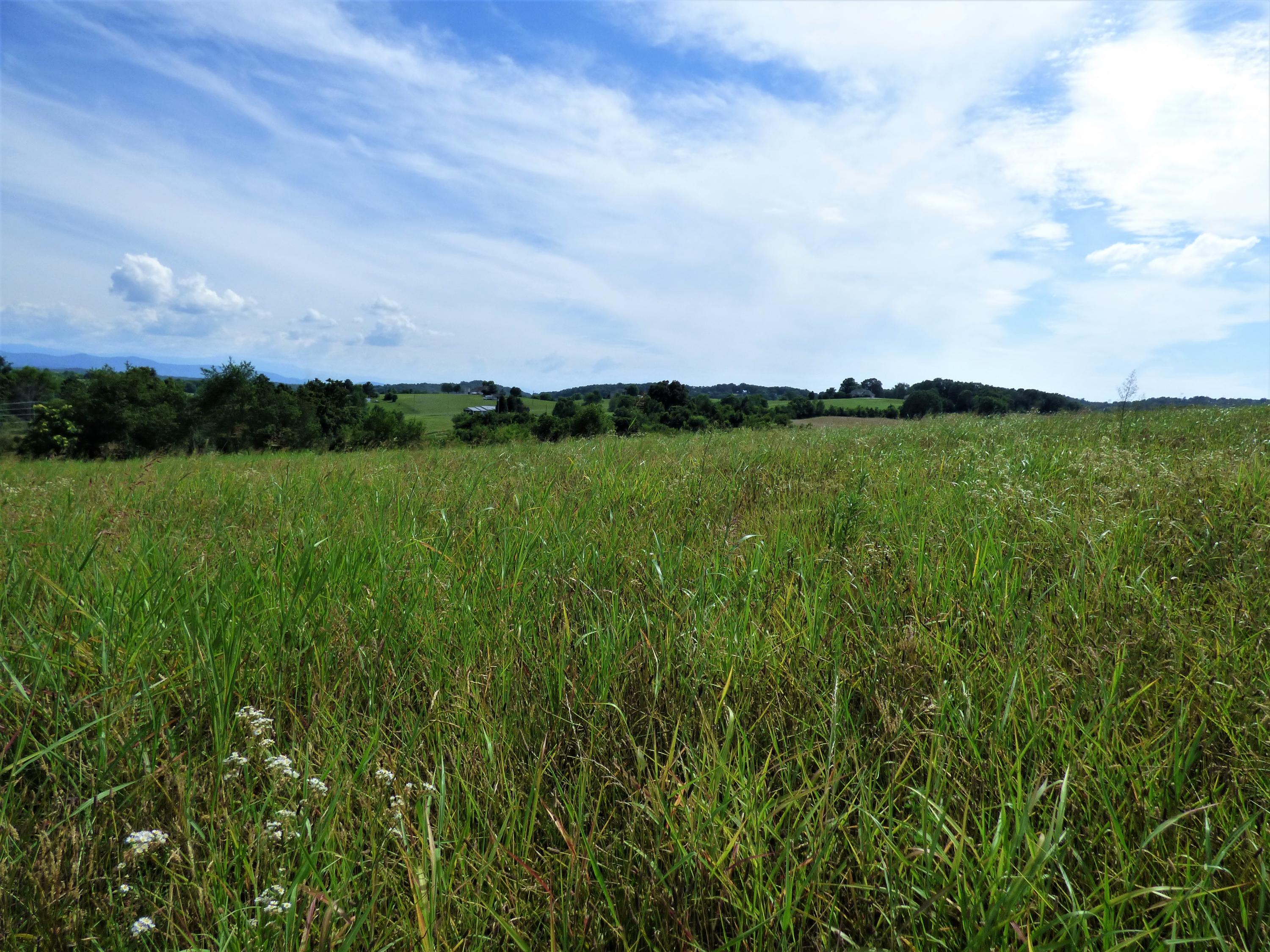 Lot 2 Falcon Road White Pine, TN 37890 - Photo 4 of 8 P1190284