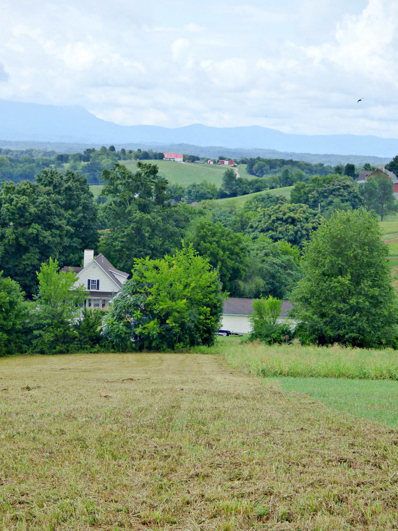 Lot 2 Falcon Road White Pine, TN 37890 - Photo 5 of 8 P1190561