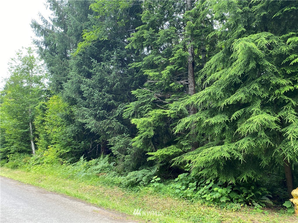 0 Elk Valley Road Forks, WA 98331 - Photo 9 of 18 Gallery Image 9