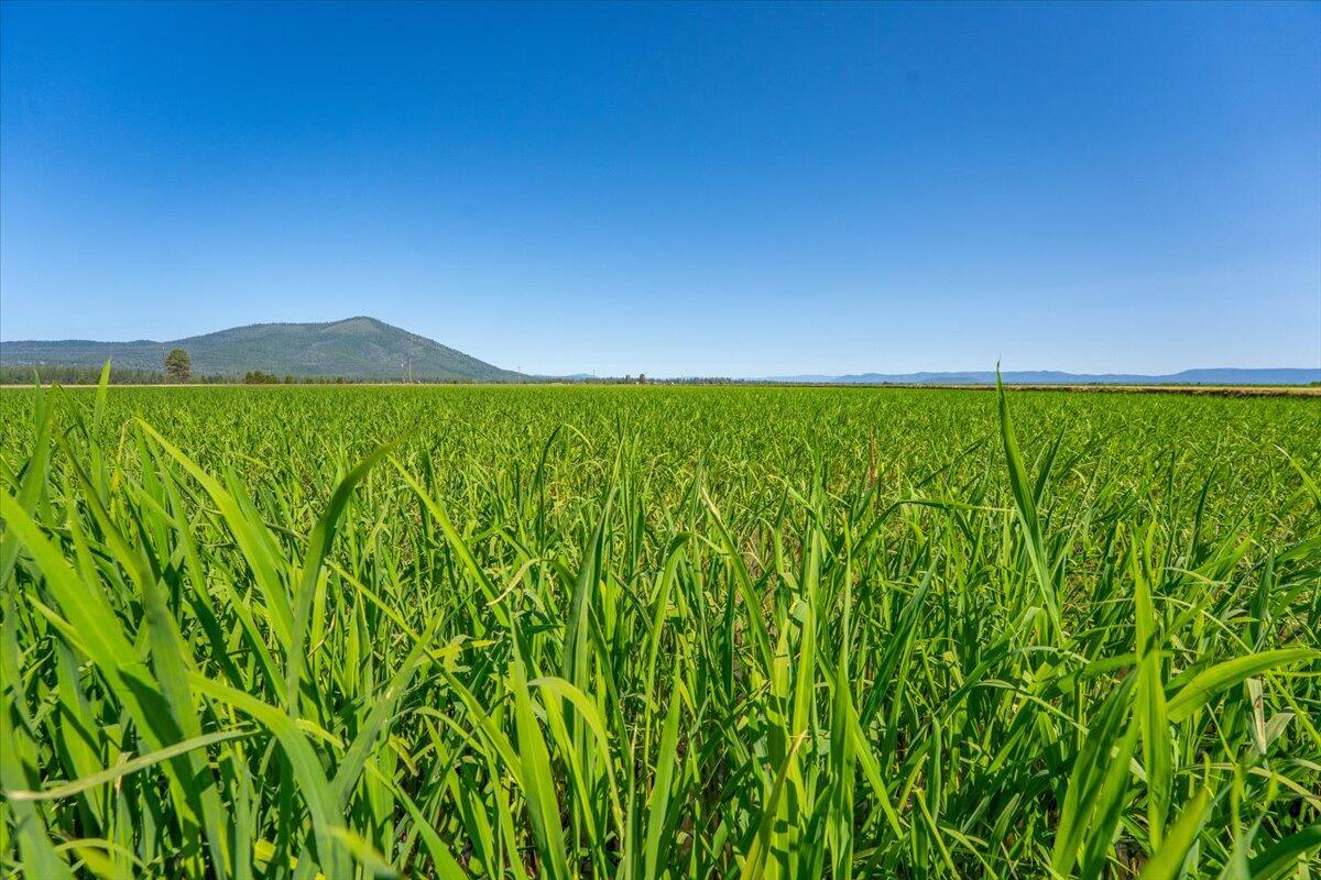 41494 Gomez Road Fall River Mills, CA 96028 - Photo 72 of 92 a view of a yard with an outdoor space