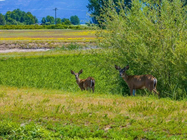 $5,400,000 | 41494 Gomez Road, Fall River Mills, CA 96028