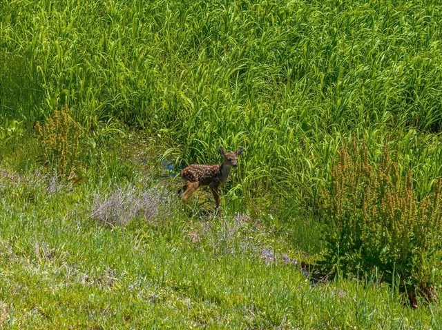 $5,400,000 | 41494 Gomez Road, Fall River Mills, CA 96028