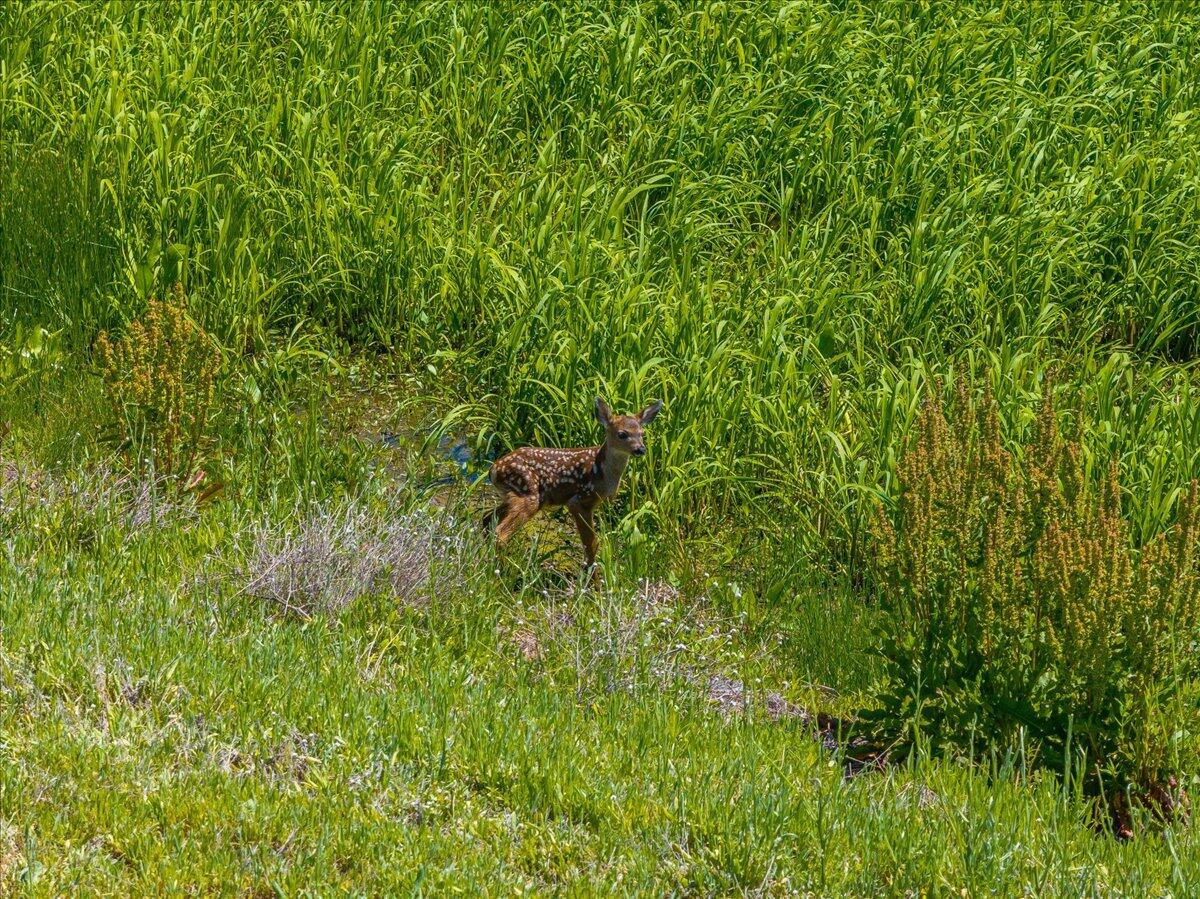41494 Gomez Road Fall River Mills, CA 96028 - Photo 76 of 92 a backyard of a house with table and chairs