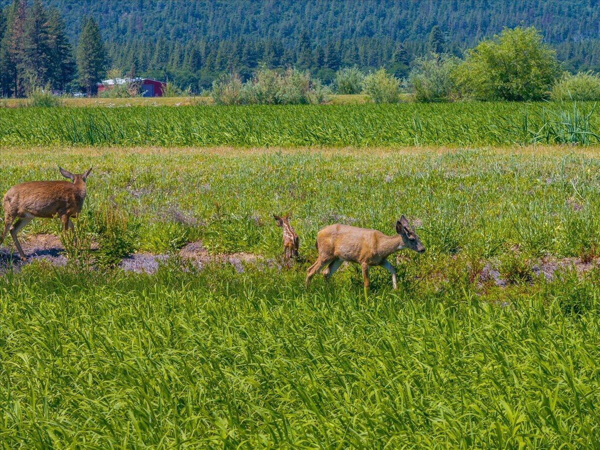 41494 Gomez Road Fall River Mills, CA 96028 - Photo 77 of 92 35