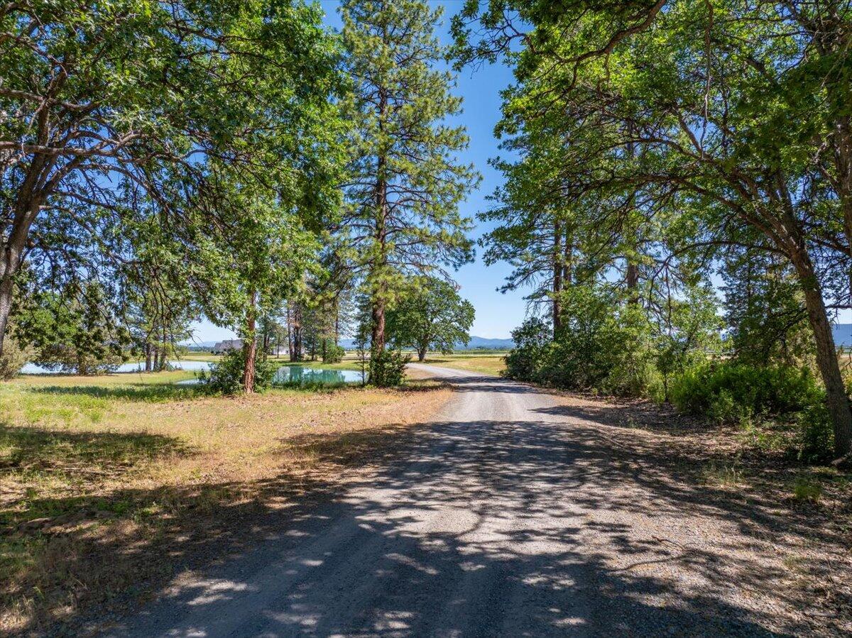 41494 Gomez Road Fall River Mills, CA 96028 - Photo 84 of 92 a view of a yard with plants and trees