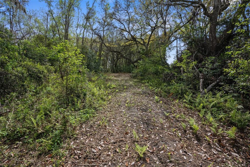 Pumpkin Path Brooksville, FL 34602 - Photo 8 of 33 a view of a forest with a tree