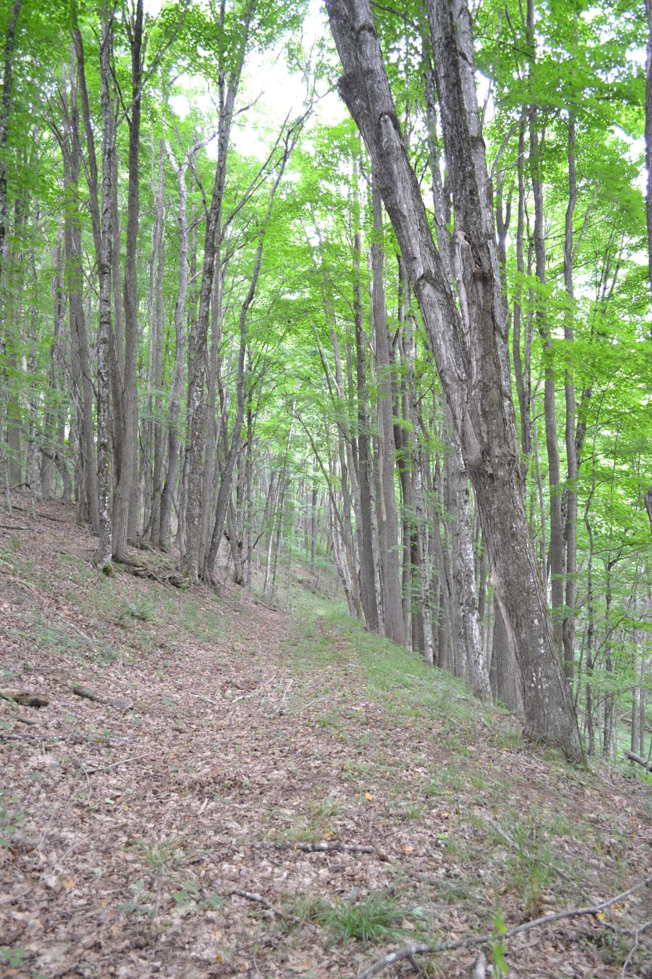 6299 Edray Road Cass, WV 24927 - Photo 8 of 9 Gallery Image 8