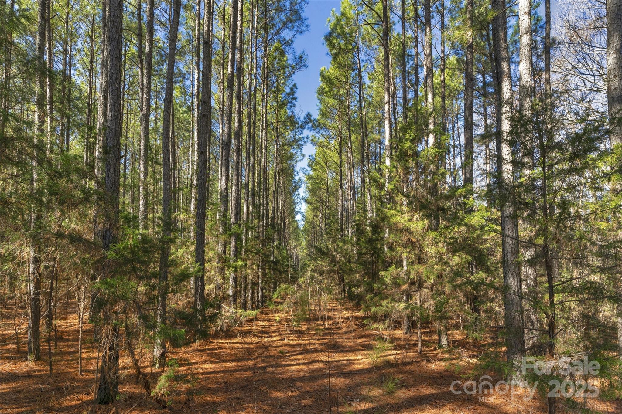 0 Orrs Station Road Chester, SC 29706 - Photo 2 of 39 Gallery Image 2