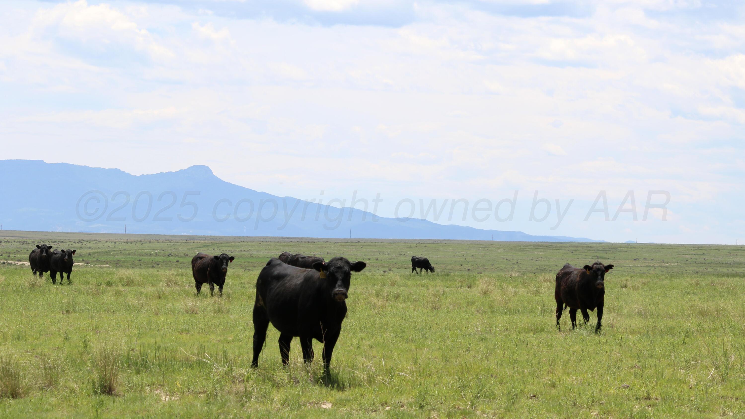 48999 County Road 48 Model, CO 81059 - Photo 7 of 47 a view of a lake with a yard