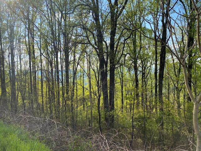 0 Jeters Chapel Road Vinton, VA 24179 - Photo 1 of 9 a view of forest