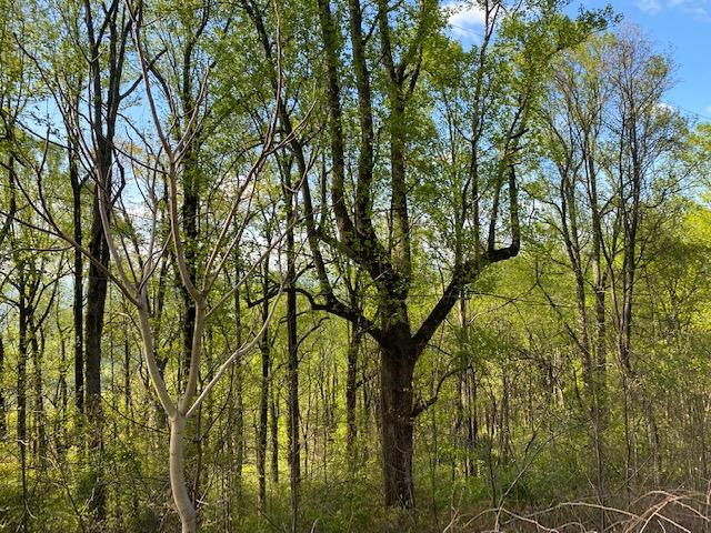0 Jeters Chapel Road Vinton, VA 24179 - Photo 5 of 9 a view of forest