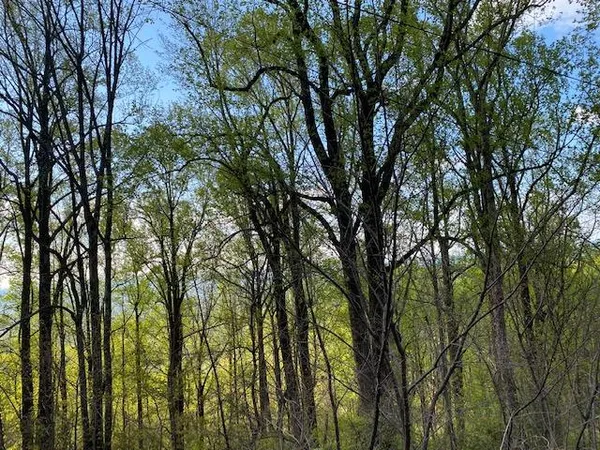 an outdoor space with lots of trees