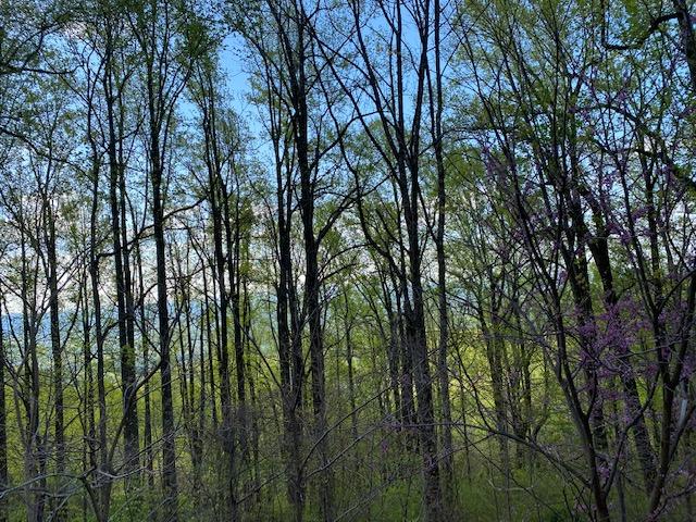 0 Jeters Chapel Road Vinton, VA 24179 - Photo 8 of 9 a view of forest