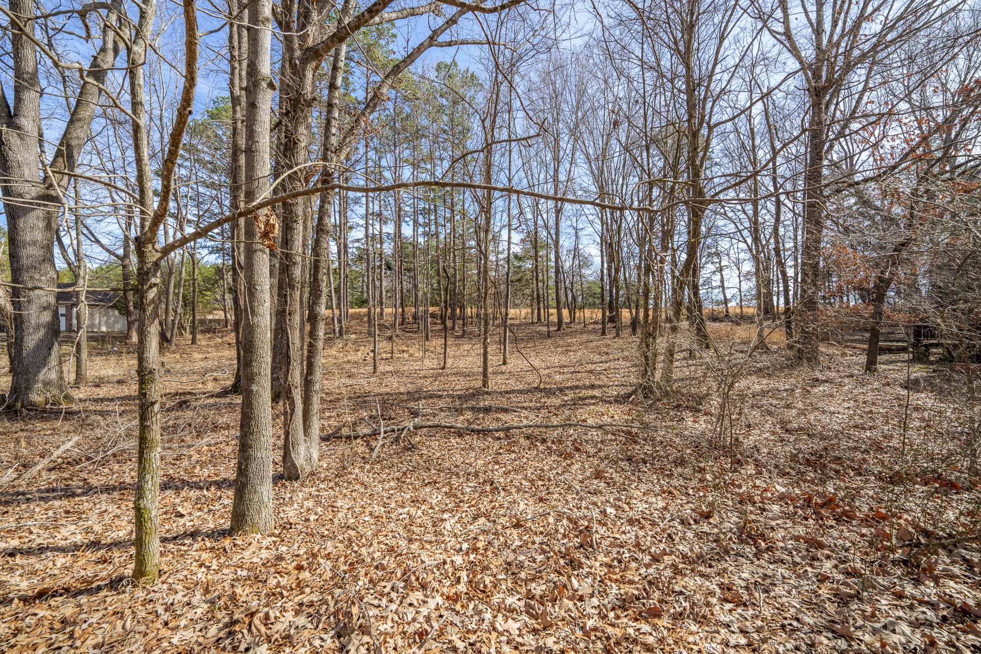 0 Treadwell Prong Road Linden, TN 37096 - Photo 5 of 6 a view of yard with tree