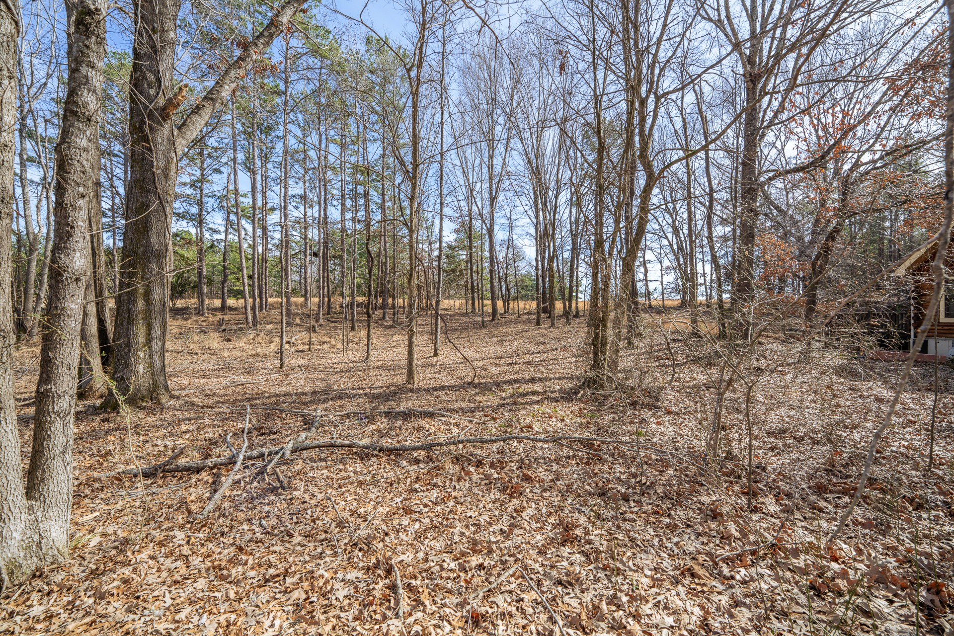 0 Treadwell Prong Road Linden, TN 37096 - Photo 6 of 6 a view of a yard with trees