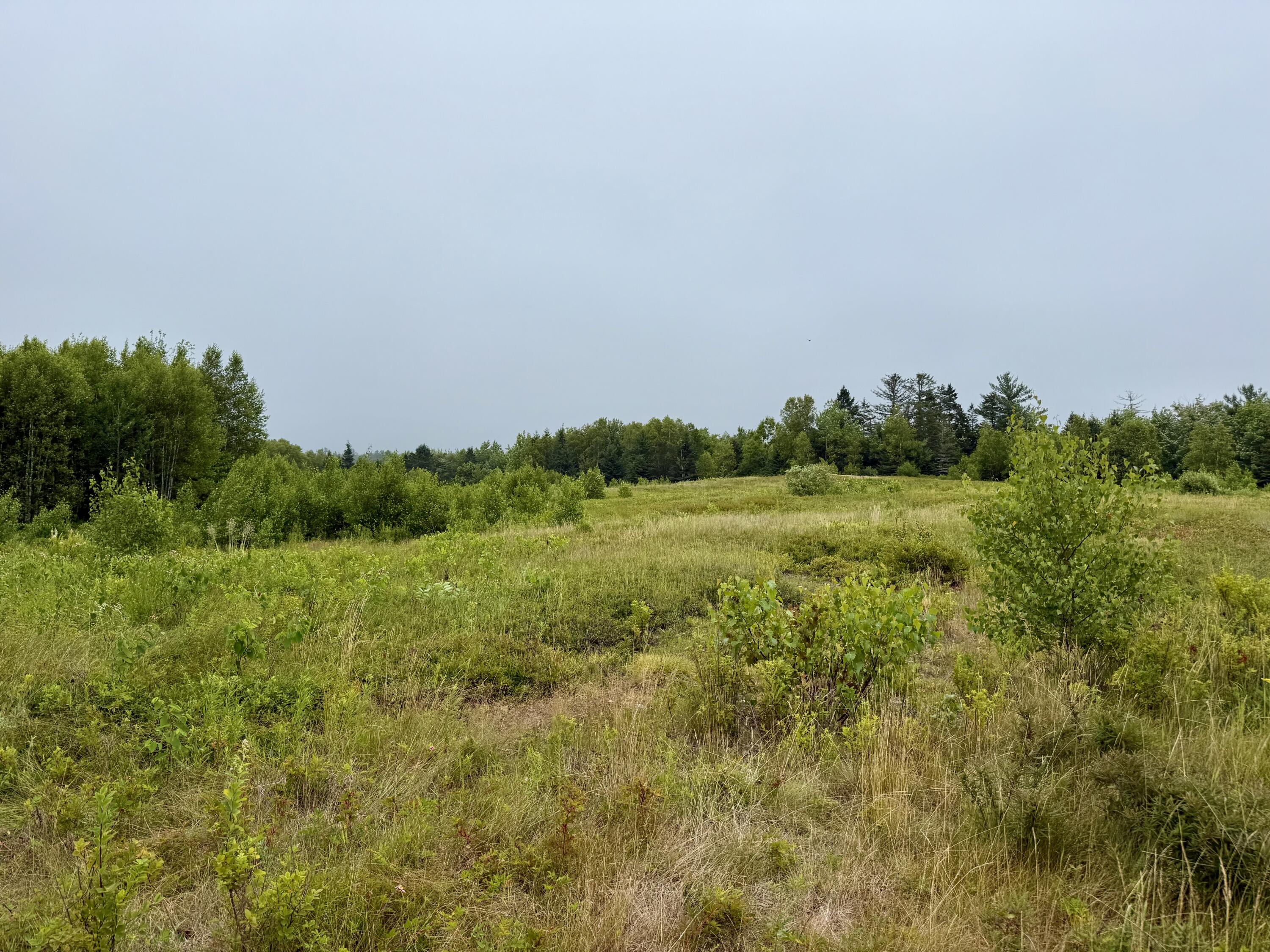 Lot 35 Guzzle Road Gouldsboro, ME 04607 - Photo 12 of 13 IMG_6686