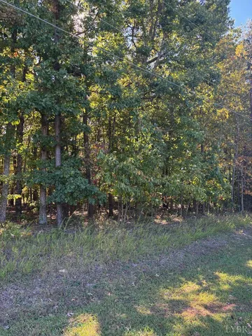 a view of a forest with trees in the background