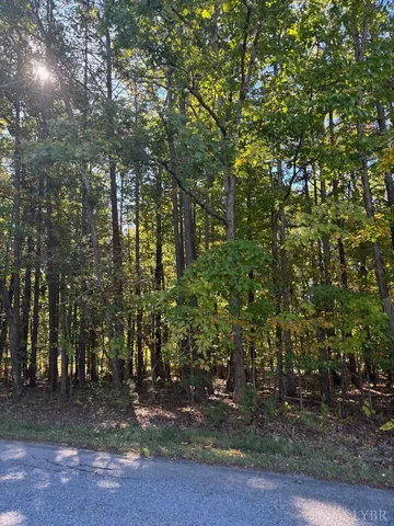 a view of a forest with trees in the background