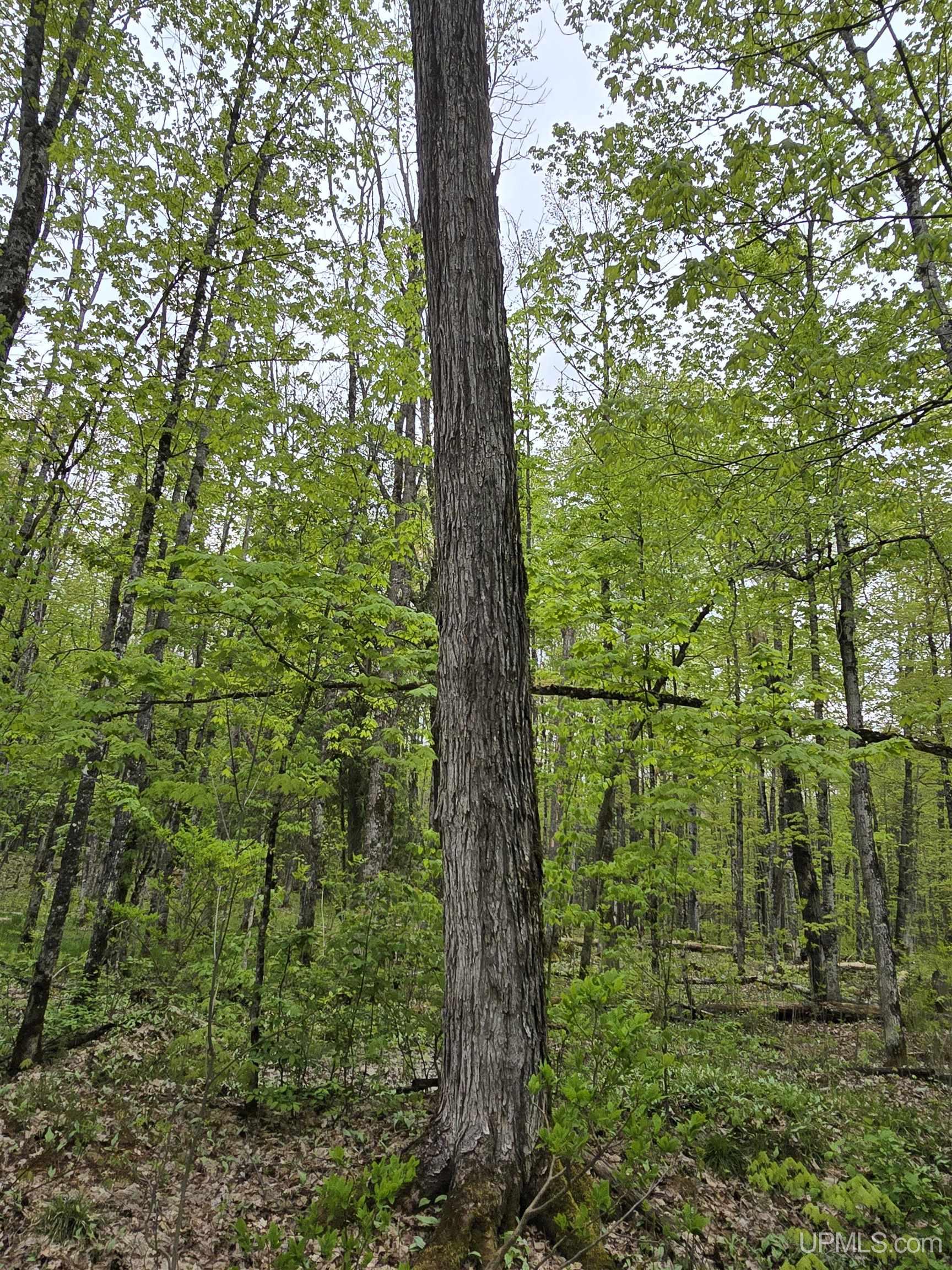 Lot 37 Yellow Road Pelkie, MI 49958 - Photo 16 of 34