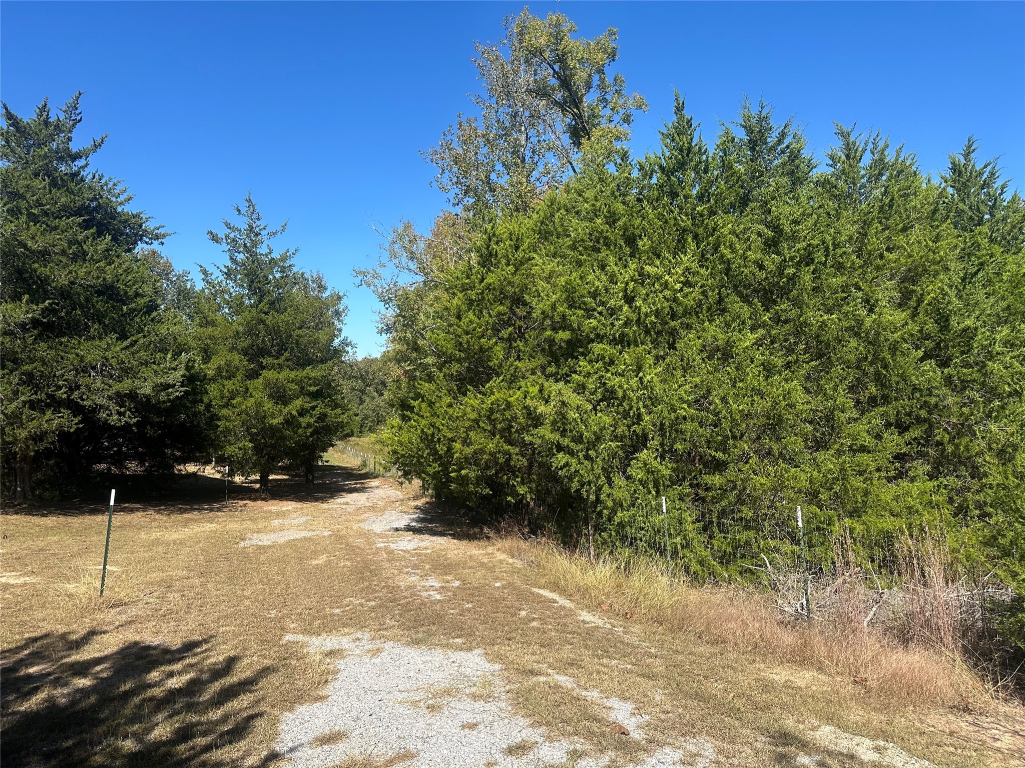 4173 Highway 79 Buffalo, TX 75831 - Photo 13 of 17 a view of a yard with plants and a trees