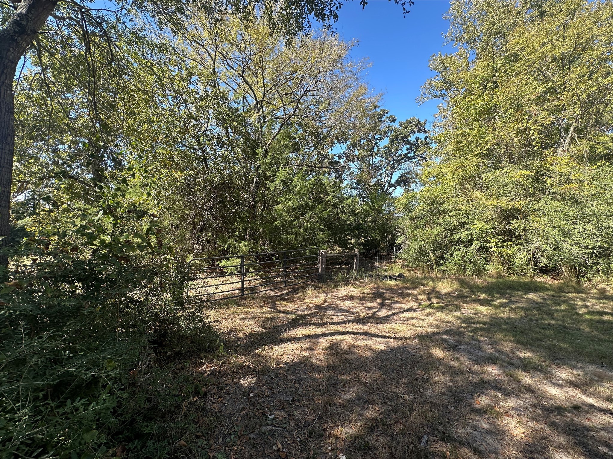 4173 Highway 79 Buffalo, TX 75831 - Photo 10 of 17 a view of bushes and tree