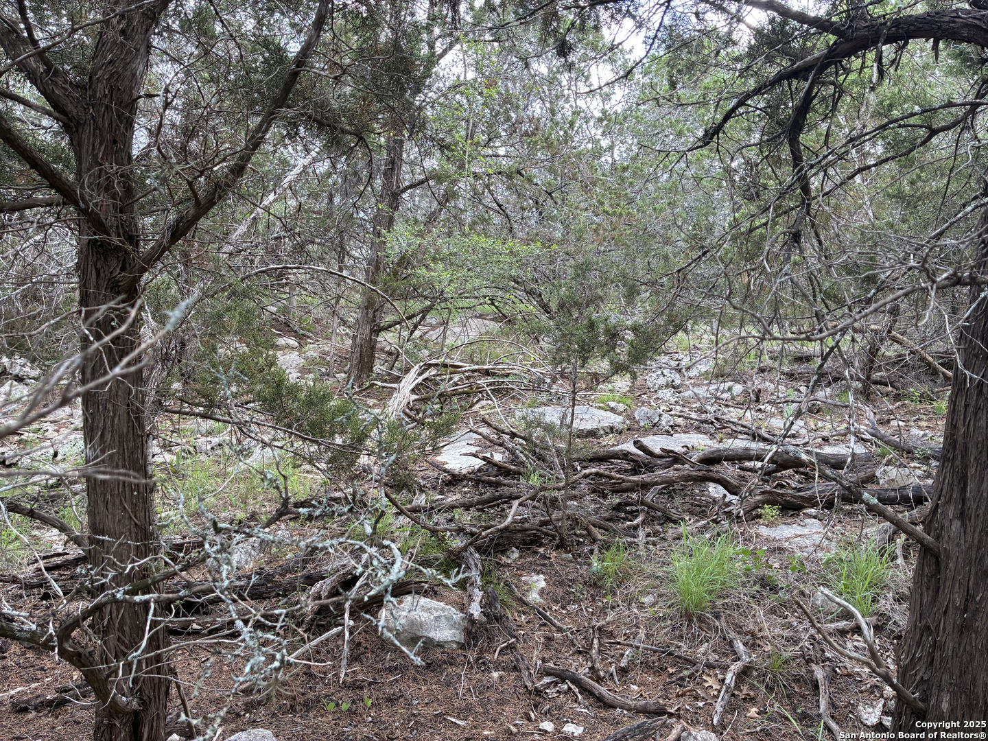 187 Bluff View Drive Spring Branch, TX 78070 - Photo 2 of 7 a view of a forest with a tree