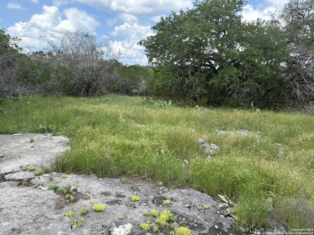 a view of a yard with a tree
