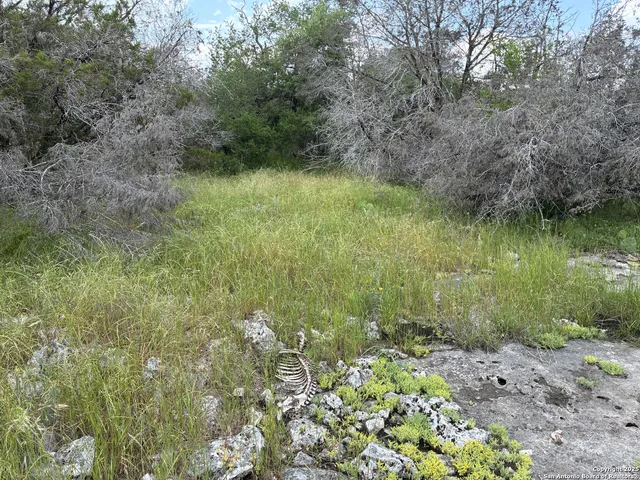 a view of a forest with a lake