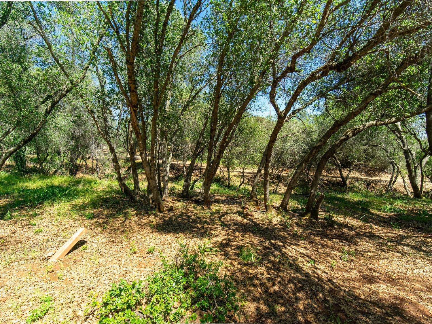 3924 Pine Cone Drive Rescue, CA 95672 - Photo 12 of 51 a view of backyard with green space