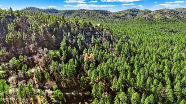 a view of a lush green forest