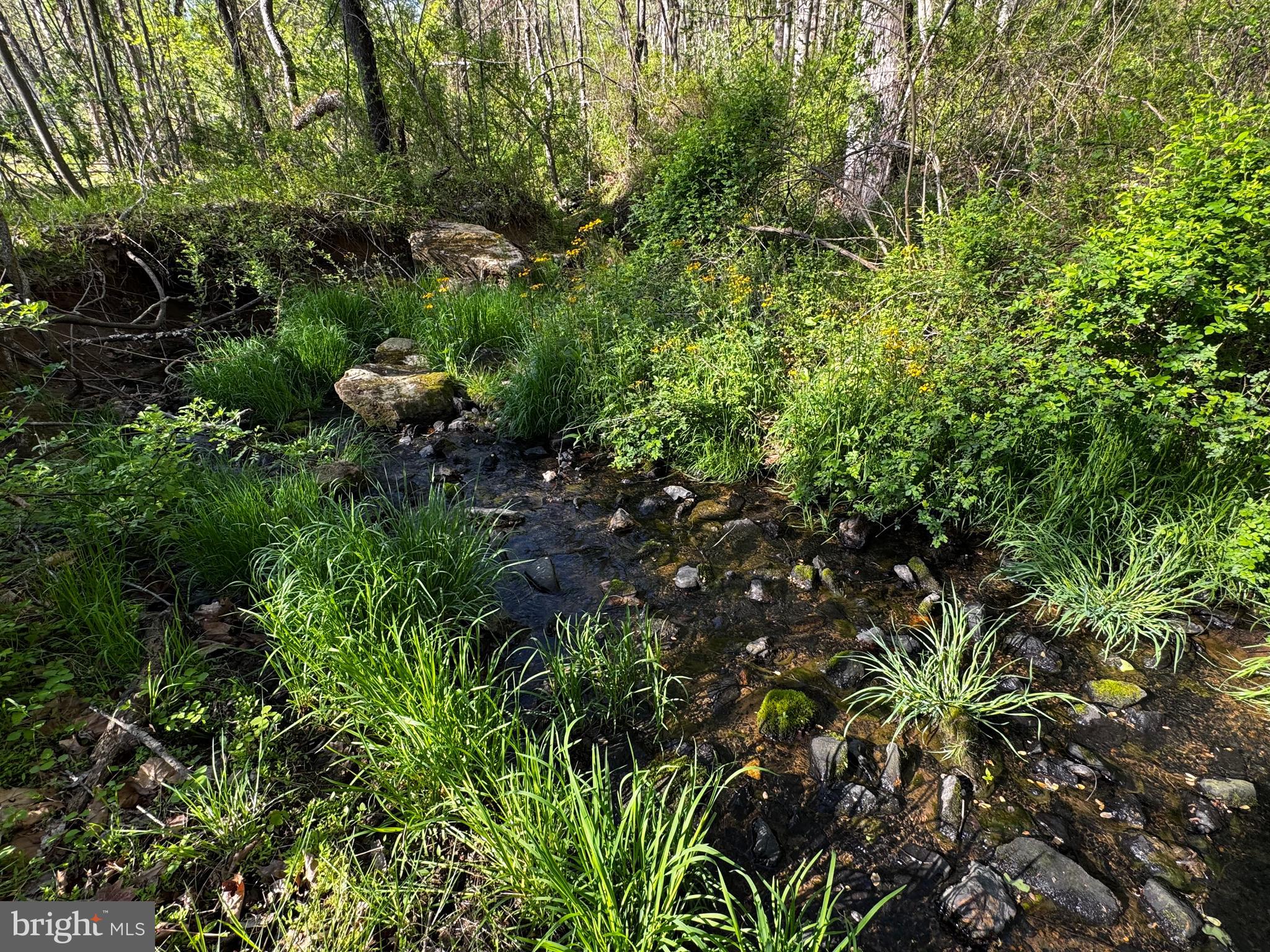 0 Flatwood Lane Washington, VA 22747 - Photo 8 of 13 a view of a plant in a garden