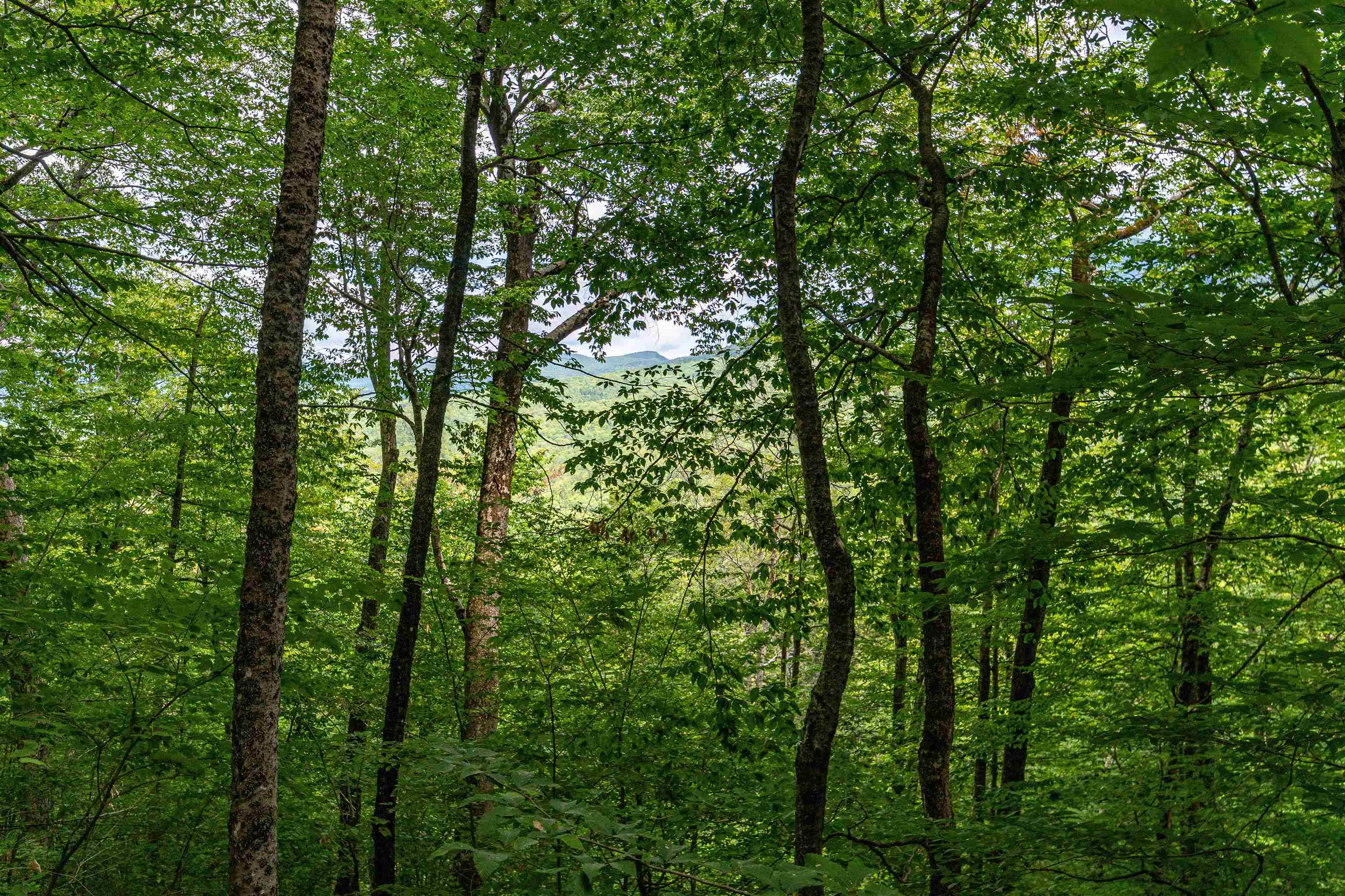 0 Dundee Road Intervale, NH 03845 - Photo 6 of 8 Gallery Image 6