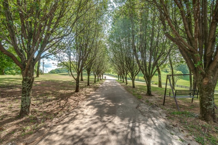 1169 Rip Steele Road Columbia, TN 38401 - Photo 6 of 42 a view of outdoor space and trees