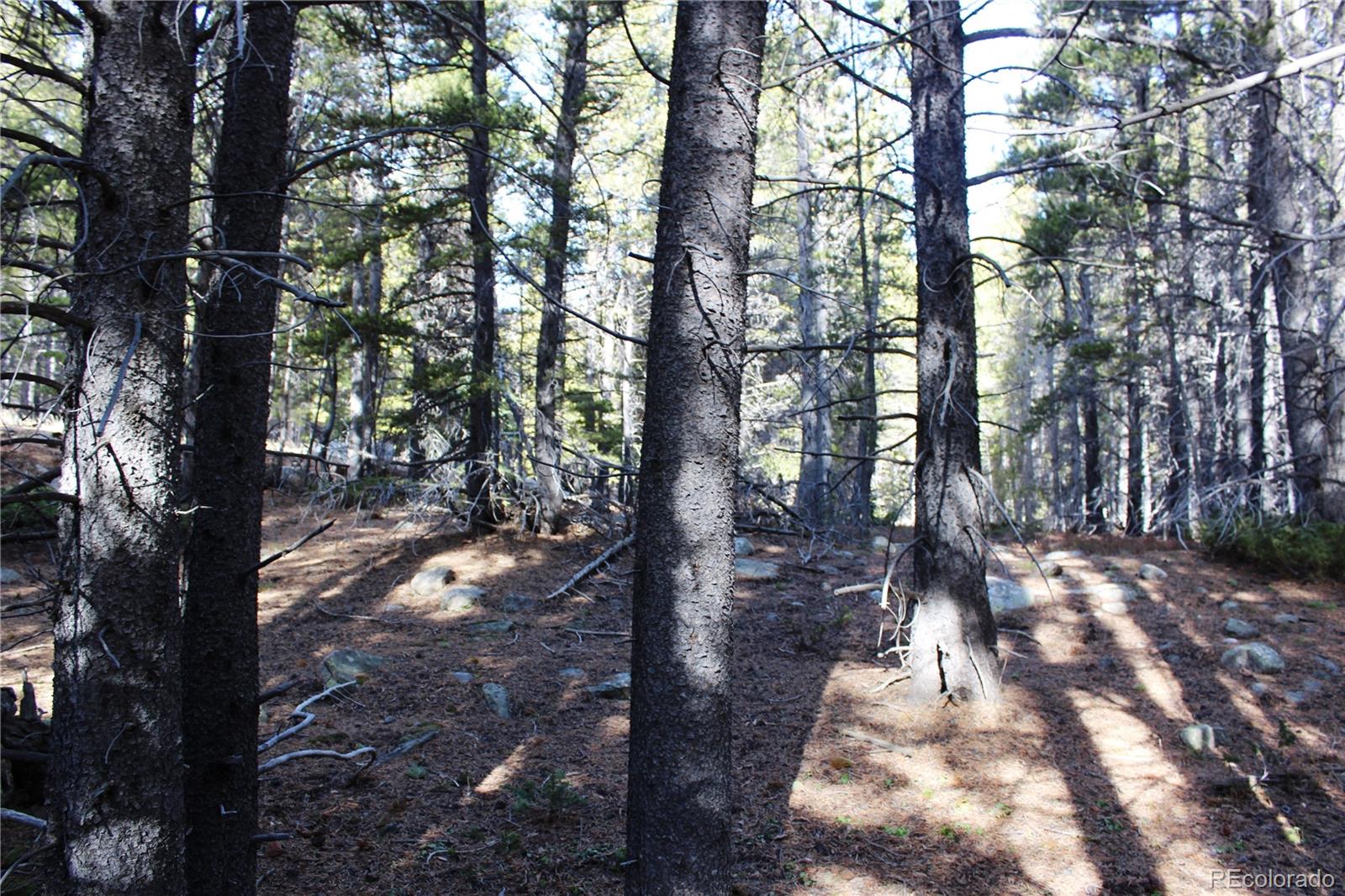 103 Deer Road Idaho Springs, CO 80452 - Photo 12 of 15 Gallery Image 12