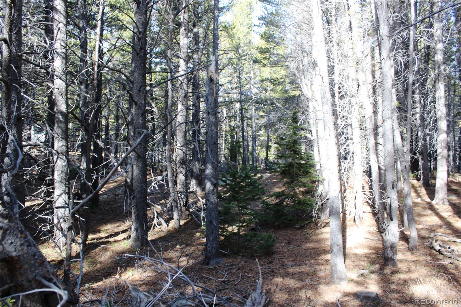 103 Deer Road Idaho Springs, CO 80452 - Photo 13 of 15 Gallery Image 13