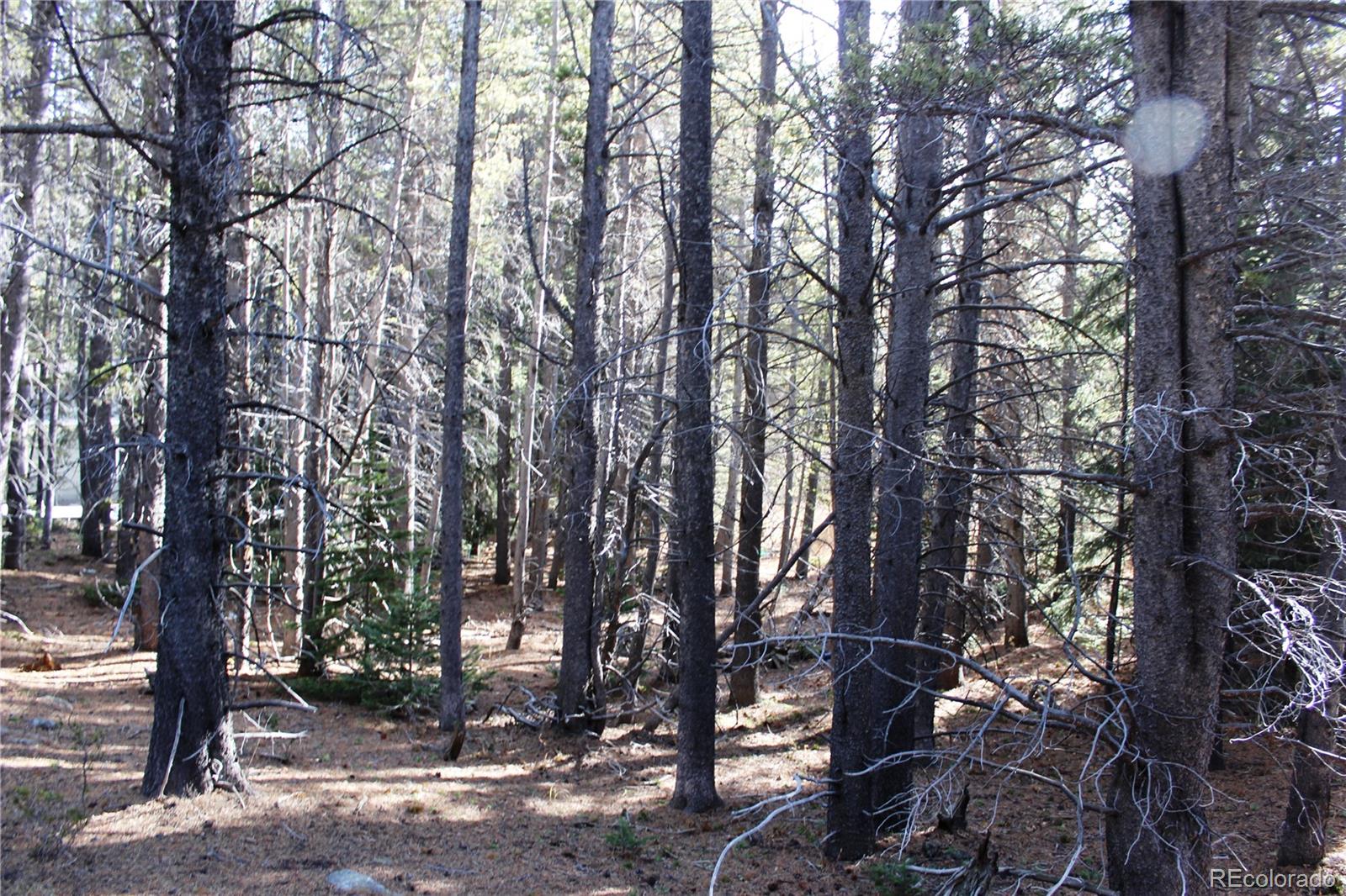 103 Deer Road Idaho Springs, CO 80452 - Photo 5 of 15 Gallery Image 5