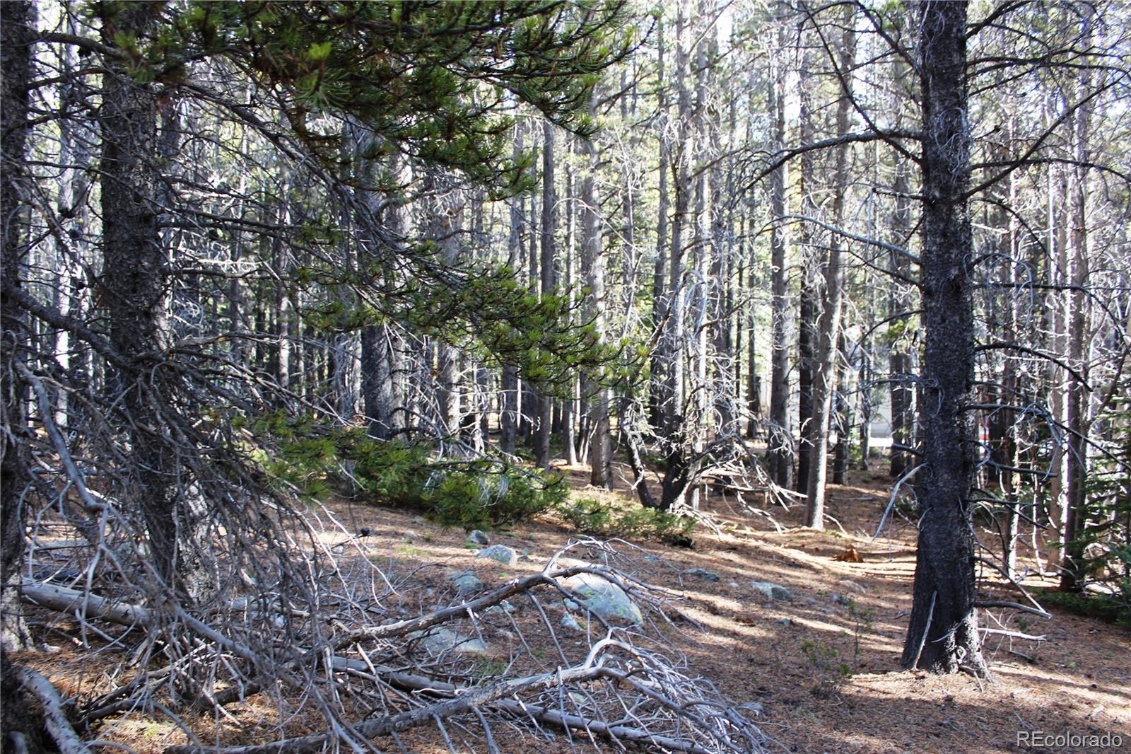 103 Deer Road Idaho Springs, CO 80452 - Photo 7 of 15 Gallery Image 7