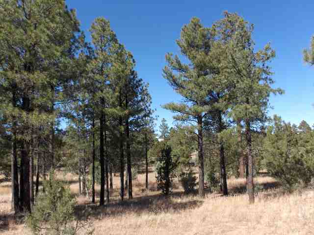 Lot 200 Corner Ransack & Moccasin Overgaard Az 85933 Overgaard, AZ 85933 - Photo 2 of 5